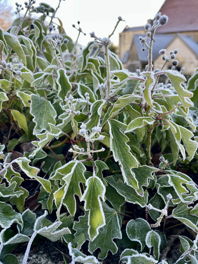 Iced Leaves - ‎⁨River Avon⁩, ⁨Bradford-On-Avon⁩, ⁨England⁩, ⁨United Kingdom⁩