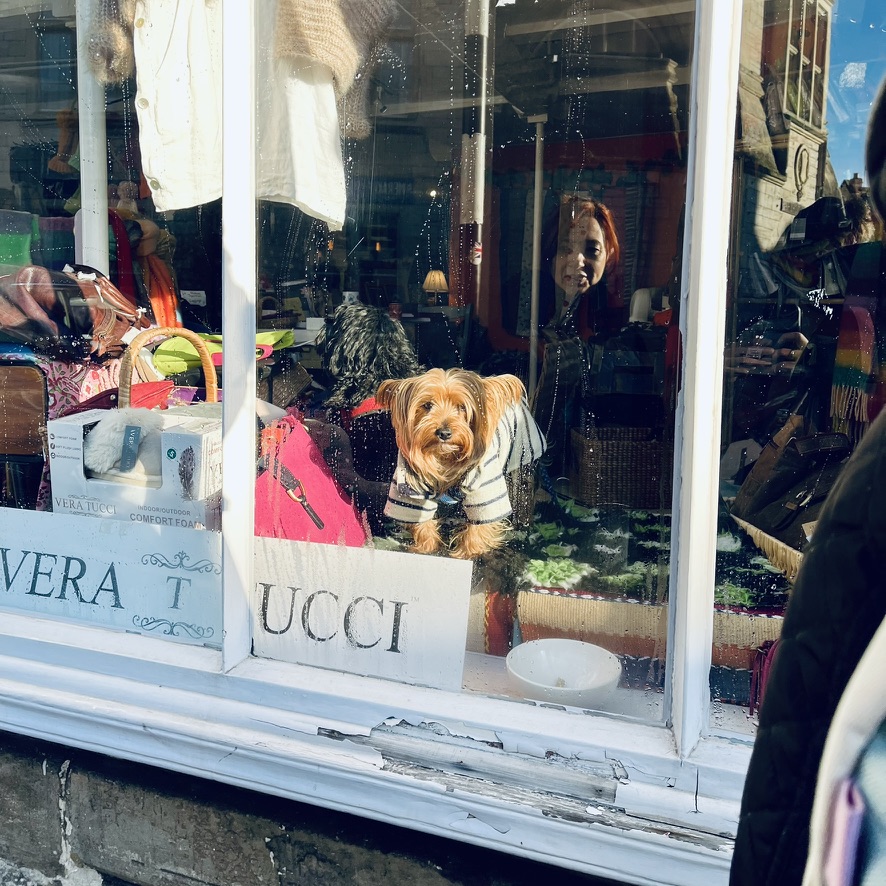 Yorkshire Terrier - ‎⁨Bradford-On-Avon⁩, ⁨England⁩, ⁨United Kingdom⁩